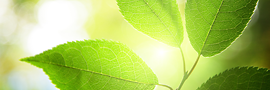 nr_cache/thumb-b9292c088b20280a4020783aeb19d477-270x120.png